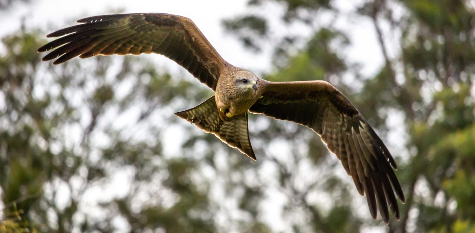 A black kite bird of prey, one of the birds known as a firehawk, soaring against a blue sky above a blurry tree